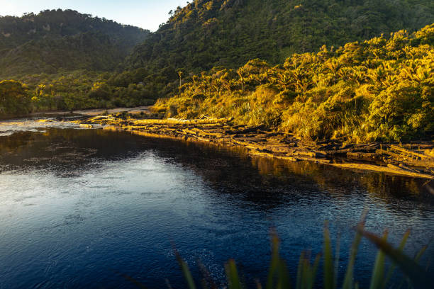 This April 2021 sunset image shows the rainforest of Kahurangi National Park along the Heaphy Track near Karamea, Aotearoa New Zealand. Nikau Palm trees are visible in the forest. The Kohaihai River appears in the foreground.