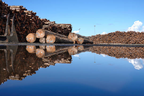 Drone shot of a logging truck driving along a causeway between felled tree trunks floating in a pond and the Coquille River as it approaches the entrance to a sawmill in Coos County, Oregon on a sunny day in spring.