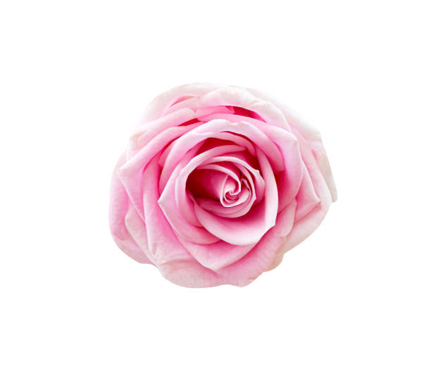 istock Beautiful pink rose  isolated on white background , clipping path 1315814536