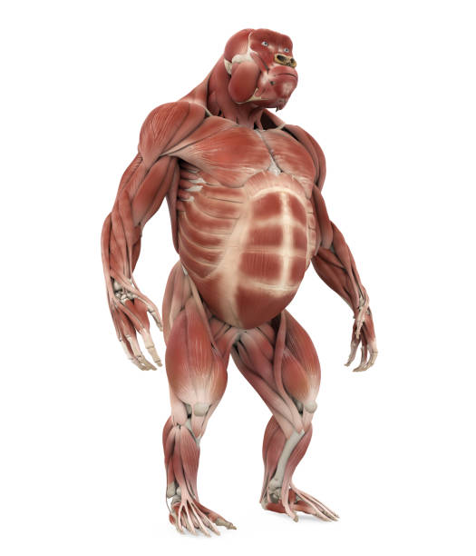 ゴリラ筋肉解剖図 - strength skinless muscular build human muscle ストックフォトと画像