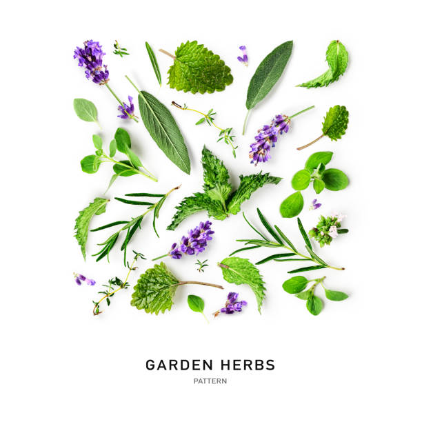 istock Rosemary, mint, lavender, marjoram, sage and thyme creative pattern 1315815963