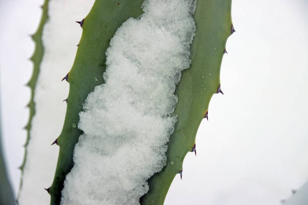 Aloe zebrina plant. No people