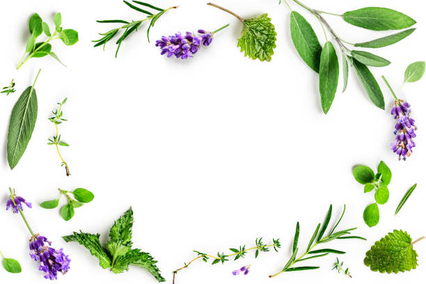 set di rosmarino, menta, lavanda, maggiorana, salvia e timo - lavender lavender coloured flower herb foto e immagini stock