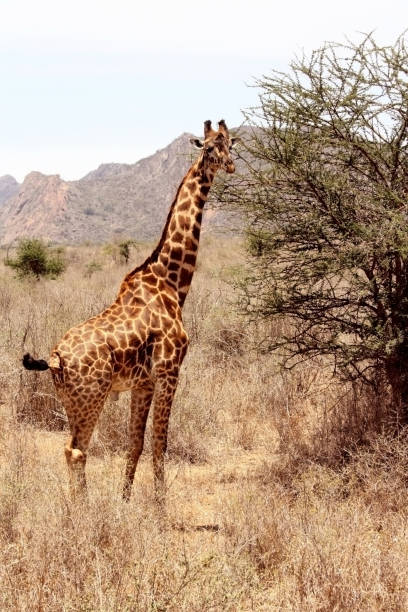 istock Giraffe standing in tall grass next to tree. Wild animal while eating. Blue skies in Kenya, Africa. Wildlife photography. 1315816178