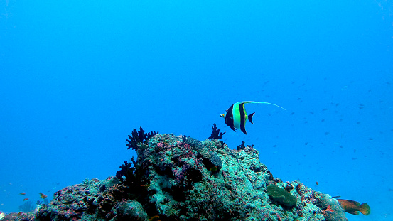 Single yellow and black striped moorish idol swimming in blue water over colourful corals in ocean. Marine life in Indian Ocean. Maldives sea creatures and fish.