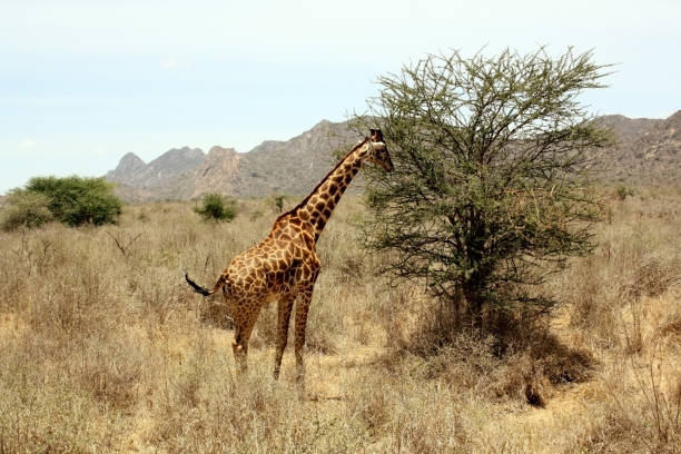istock Giraffe standing in tall grass next to tree. Wild animal while eating. Blue skies in Kenya, Africa. Wildlife photography. 1315816221