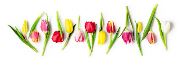 istock Tulip spring flowers on white background, creative banner 1315816241