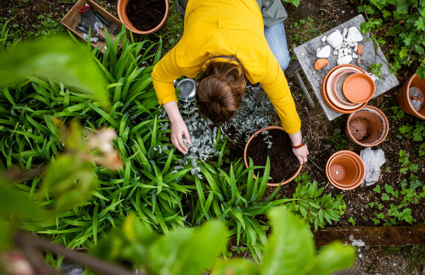istock Woman working in the garden, potting a eucalyptus tree 1315817131