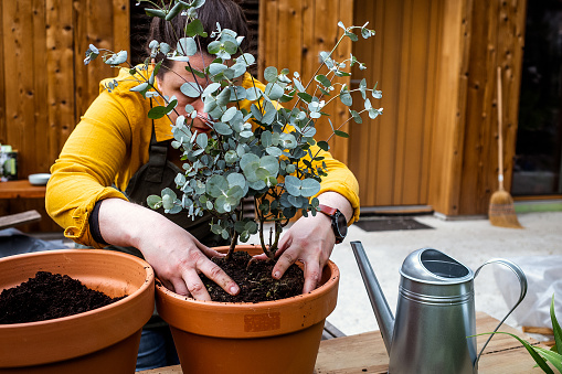 Woman working in the garden, potting a eucalyptus tree