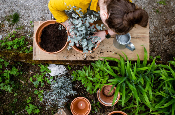 istock Woman working in the garden, potting a eucalyptus tree 1315817266