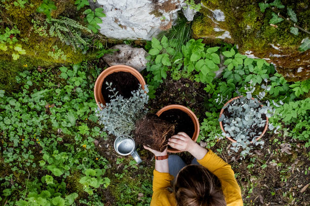istock Woman working in the garden, potting a eucalyptus tree 1315817336