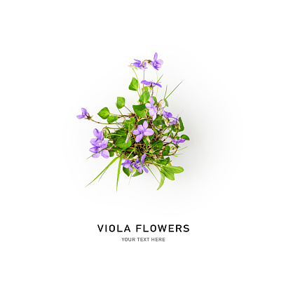 Viola flower creative composition. Dog violet or viola riviniana flowers with leaves on white background. Floral arrangement, design element. Springtime and summer concept. Top view, flat lay
