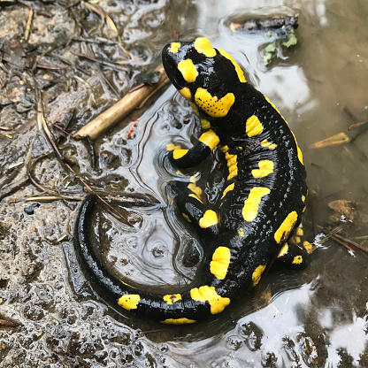 Black and yellow Fire Salamander in a puddle in a park near Lyon France