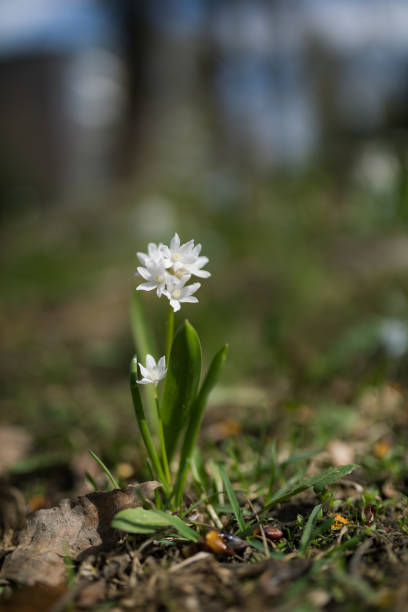 Scilla siberica flower in park at springtime day