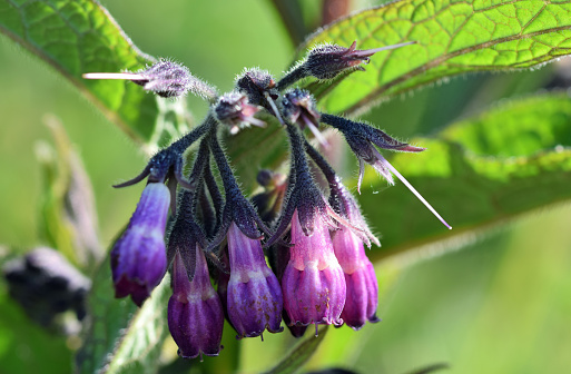 macro of the purple flowers of the comfrey