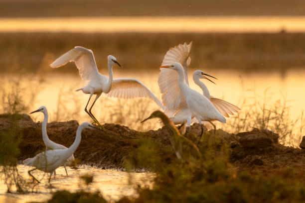 istock The little egret in golden light 1315824614