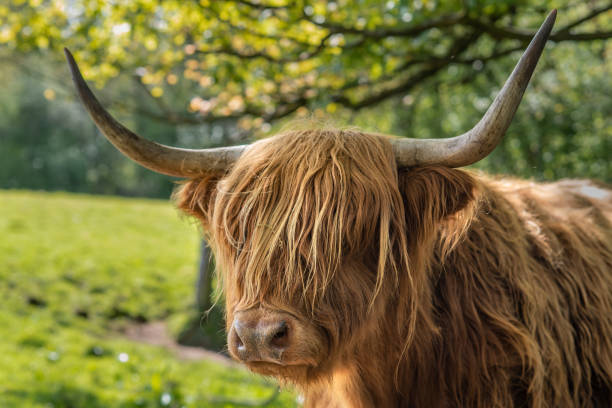 Close Up of a Highland Cow with Horns in a Green Field in Scotland Close Up of a Highland Cow in Pollok Country Park in Glasgow Scotland glasgow scotland stock pictures, royalty-free photos & images