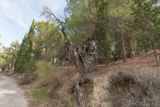 istock mountainous landscape in southern Spain 1315828149