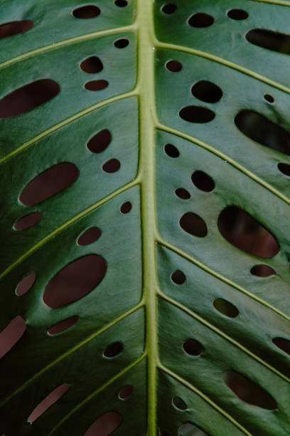 primer plano de la hoja de monstera deliciosa verde - cheese plant philodendron rainforest leaf vein fotografías e imágenes de stock