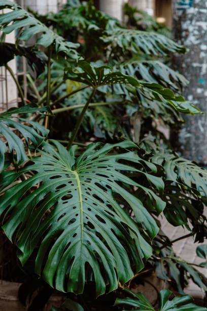 monstera deliciosa deja fondo - cheese plant philodendron rainforest leaf vein fotografías e imágenes de stock