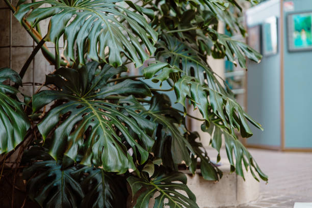 istock Monstera deliciosa leaves growing indoors 1315829314