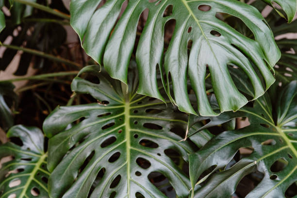 monstera deliciosa deja fondo - cheese plant philodendron rainforest leaf vein fotografías e imágenes de stock