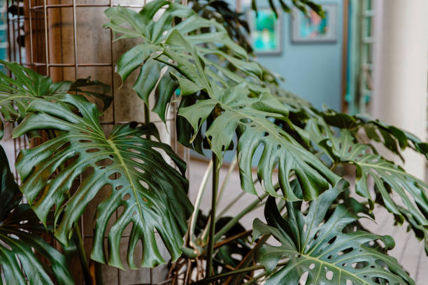 monstera deliciosa deja fondo - cheese plant philodendron rainforest leaf vein fotografías e imágenes de stock