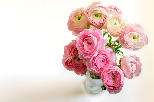 Bouquet of ranunculus or buttercup in the glass vase on the white background closeup, isolated, top view. Nice greeting card for Mother´s day, Women´s day, St. Valentien´s day or Easter.