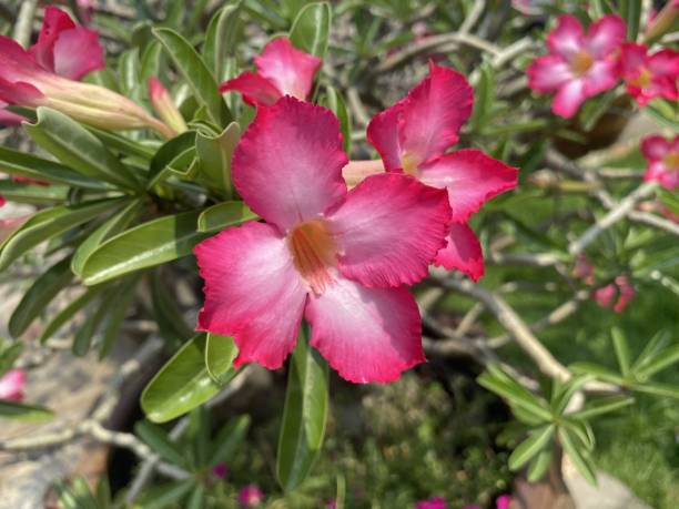 istock impala lily flower in nature garden 1315829441