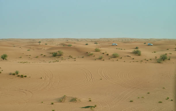 istock green shrubs grow in the Abu Dhabi desert 1315829883