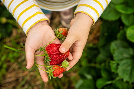 Child holding fresh strawberry in hands on organic strawberry farm. Agriculture and ecological fruit farming concept