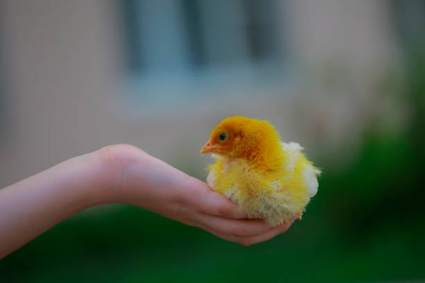 istock image of baby chicken hand 1315832627