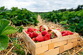 Many fresh red strawberries in wooden baskets after harvest on organic strawberry farm. Strawberries ready for export