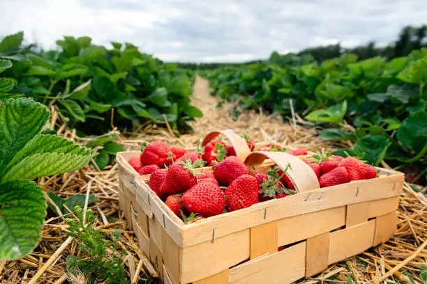 Photo of Many fresh red strawberries in wooden baskets after harvest on organic strawberry farm. Strawberries ready for export