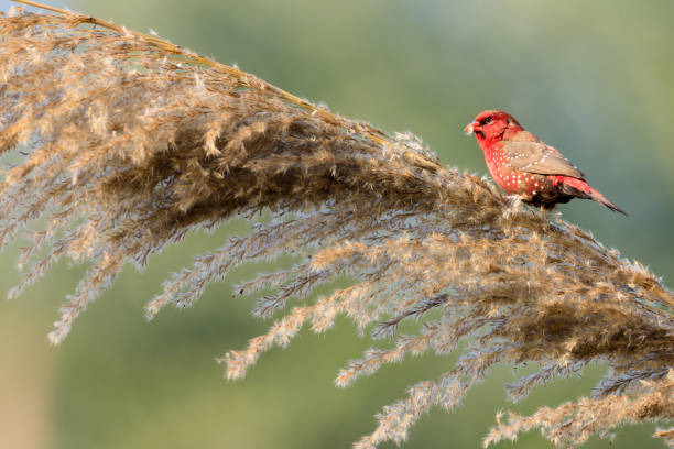 istock Red Avadavat feeding in tall grass 1315833048