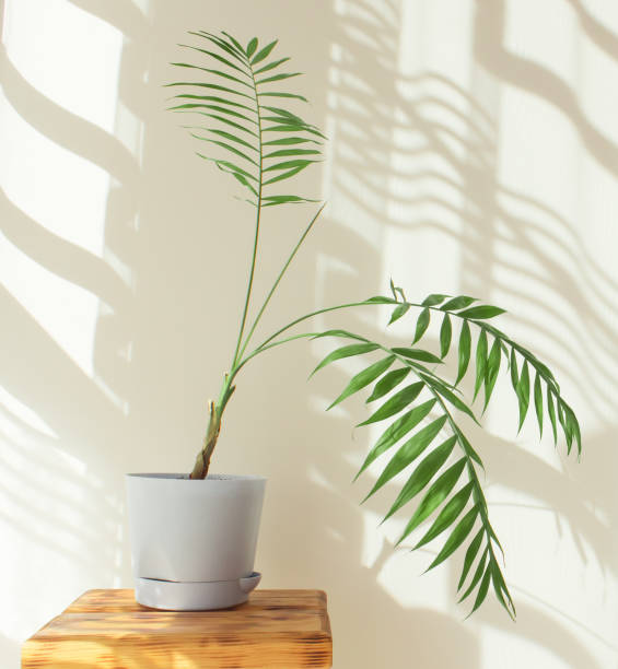 istock Palm leaves and shadows on a white wall in sunlight during the day. Minimalistic modern still life in white and green 1315833759