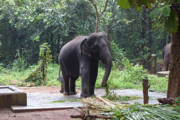 istock Elephant in Abhayaranyam, Kerala 1315836177