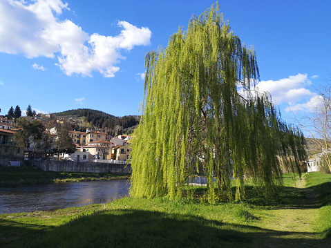 Weeping willow on the riverbank of Sieve river at the towns of Pontassieve and San francesco, in Florence province, Tuscany