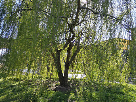 Weeping willow on the riverbank of Sieve river at the towns of Pontassieve and San francesco, in Florence province, Tuscany