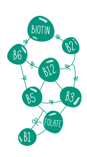 비타민 b 복합 낙서 개념. 평평한 디자인의 비타민 b 그룹의 팀 작업. 영양 보충제, 비오틴, 엽산. 만화. - nutritional stock illustrations