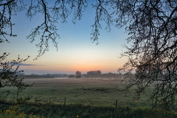 istock Horizontal view on a meadow with sheep during blue hour in spring with morning haze. 1315840927
