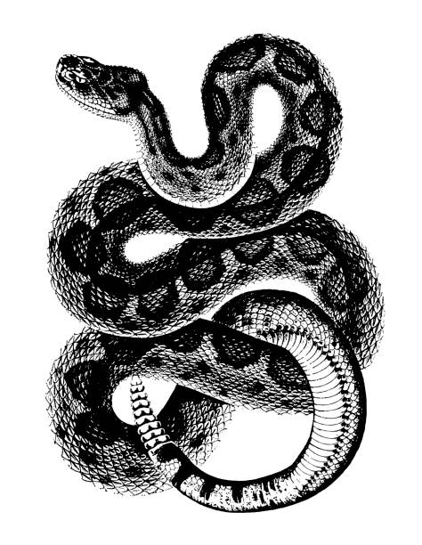 ilustraciones, imágenes clip art, dibujos animados e iconos de stock de serpiente de cascabel - snake