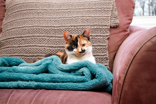 Beautiful 11-month old calico kitten resting in the living room