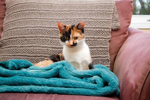 istock Calico kitten getting up from her nap on the sofa 1315844685