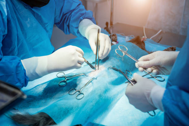 Veterinarian surgeons in operating room doing cat neutering stock photo