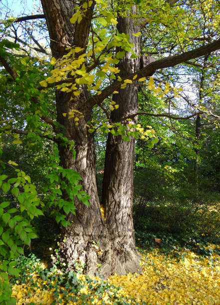 istock Ginkgo biloba: a symbol of peace and longevity. 1315845888