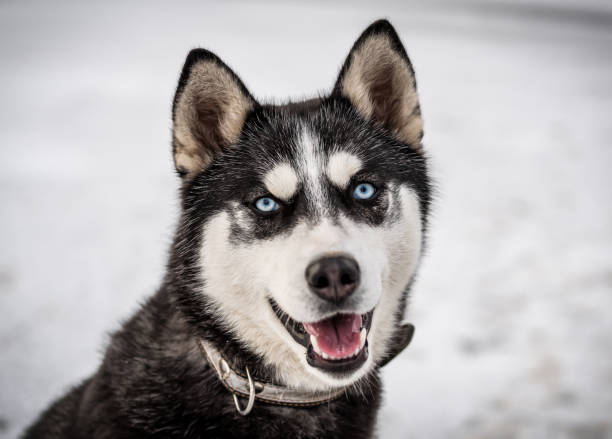 istock portrait of cute husky 1315847183