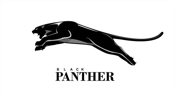 Black Panther - ilustração de arte vetorial