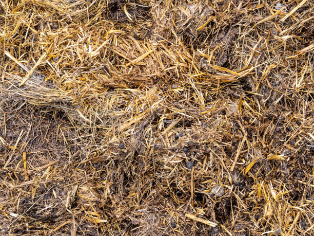 istock Horse manure texture on a farm 1315847804