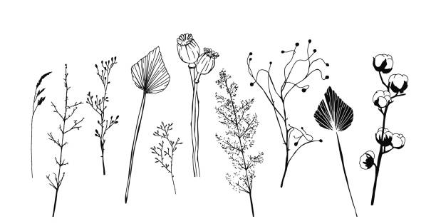 kuvapankkikuvitukset aiheesta joukko minimalistisia kuivattuja kasveja, kukkia ja lehtiä. skandinaaviset hygge-vektorielementit sisustuksessa - kuivattu kasvi